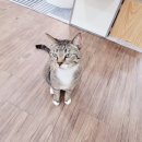 묘랑 고양이 전문호텔 이미지