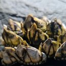 갯바위 민박 이미지