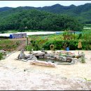 강신성일 카카오 검색결과