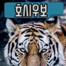 호시우보
