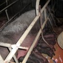 복돼지 Daum카페