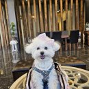 까치 | 천안 목천 대형카페 추천｜애견동반 가능한 목천 까치카페 방문 후기