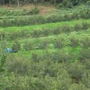 대봉농장 이미지