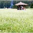 봉평메밀 이미지