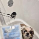 멍블리 펫 이미지