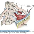 lumbar fascia의 anatomy에 관한 논문. 흉요근막의 구조에 관한 간단한 논문 이미지