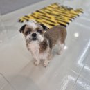 개편한 미용# | [대구 애견 미용] 노견 시츄 퉁퉁이 각질·보습 관리 미용 후기 🐶 | 2025.12.30