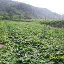 고은농장 이미지