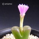 오후룸