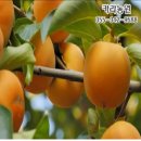 김아빠농원 중앙일보
