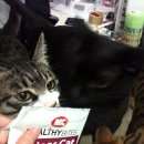 Healthy Cat 이미지