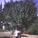 무궁화농장 이미지