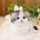 폴캐터리 이미지