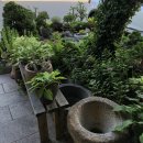 백운애꽃 이미지