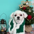 멍블리즈 이미지