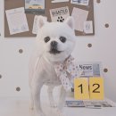 알콩달콩 애견미용실 이미지