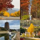 천년나무6단지경로당 | 경주 은행나무 단풍 명소 3곳 총정리 통일전 경북천년숲정원 황룡원포토존