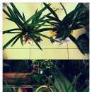 옥화 농장 이미지