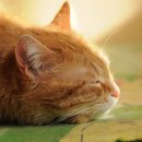 강아지와고양이나라 동물병원 이미지