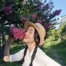 자매농원 - 태안군 연꽃길 151-1 | 자매농원