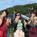 금산인삼 이미지