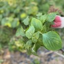 신원동 청룡텃밭 이미지