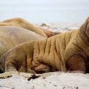 말린 여주의 효능과 섭취 방법: 여주차, 여주즙, 여주가루 활용법 이미지