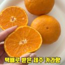 산하농장 | 제주 카라향 택배 후기 향부터 다른 제주도 과일 임가네 귤농장