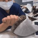 리베동물메디컬센터 이미지