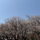 살구꽃가든 이미지