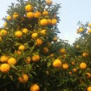 해덕농장 이미지