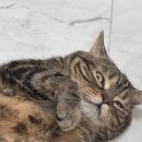 장충동왕족발보쌈오산본점 네이버블로그