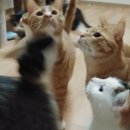 고양이유치원
