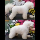 도그핏애견샵 이미지