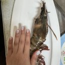 킹타이어 | 킹 블랙타이거 새우 : 손질 방법 및 내돈내산 후기 - 캠핑, 펜션 바베큐 추천템