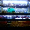 진격의 포차 이미지