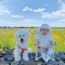 하늘6(유채밭) 이미지