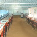 촌닭과오리 이미지