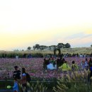 하늘공원 이미지