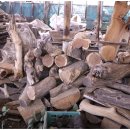 대추나무 이미지