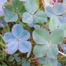 네잎클로버 이미지