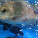 판소리(수궁가) 이미지