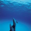 돌고래PC 이미지