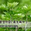 봉생마중(蓬生麻中) - 삼밭의 쑥은 바르게 자란다. 이미지