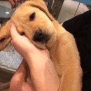 코피발리 이미지