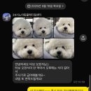 노아동물병원 | 강아지 급성췌장염 입원 후기(광주 24시 노아동물메디컬센터)