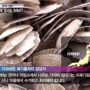 남해안 양식장에서 일본산 '방사능 가리비껍데기' 로 굴양식? 이미지