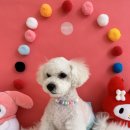 러블리댕 이미지