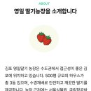 영일농장 이미지