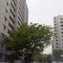 장미아파트 앞 이미지